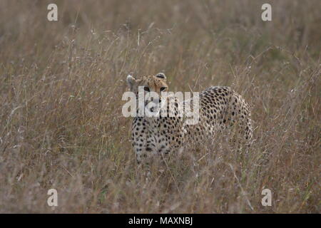 Cheetah stalking durch das lange Grass Stockfoto