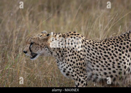 Cheetah stalking durch das lange Grass Stockfoto