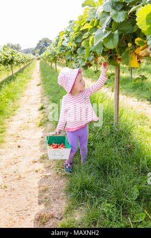 Drei Jahre altes Kind Kommissionierung Erdbeeren in Parkside Bauernhof Wählen Sie Ihre Eigenen, Enfield, London, UK Stockfoto