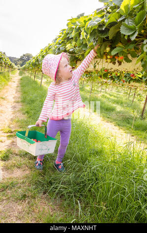 Drei Jahre altes Kind Kommissionierung Erdbeeren in Parkside Bauernhof Wählen Sie Ihre Eigenen, Enfield, London, UK Stockfoto