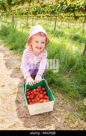 Drei Jahre altes Kind Kommissionierung Erdbeeren in Parkside Bauernhof Wählen Sie Ihre Eigenen, Enfield, London, UK Stockfoto