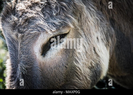 Close up Portrait von einem Esel Auge Stockfoto
