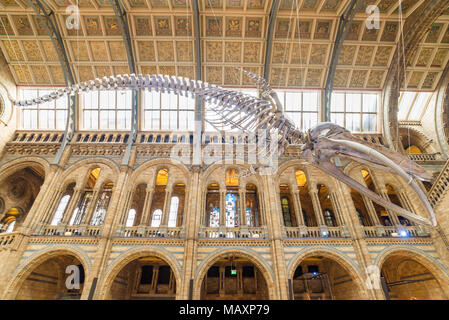 25 Meter langen blauwal Skelett in der Haupthalle des Natural History Museum, London, UK Stockfoto