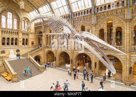 25 Meter langen blauwal Skelett in der Haupthalle des Natural History Museum, London, UK Stockfoto