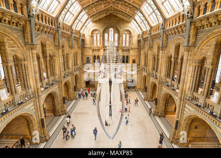 25 Meter langen blauwal Skelett in der Haupthalle des Natural History Museum, London, UK Stockfoto