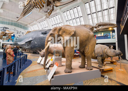 Modelle der Säugetiere im Natural History Museum, London, UK Stockfoto