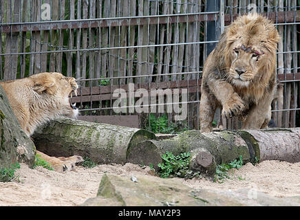 05 April 2018, Deutschland, Köln: Löwin Gina (l) Zischt an newbie Navin. Junge Löwen Navin wurde von Aalborg in Dänemark Anfang März gebracht. Foto: Oliver Berg/dpa Stockfoto