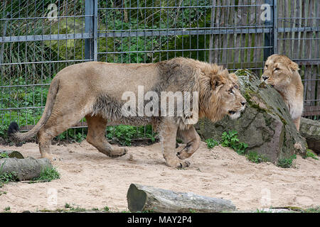 05 April 2018, Deutschland, Köln: Löwin Gina (r) schaut auf newbie Navin. Junge Löwen Navin wurde von Aalborg in Dänemark Anfang März gebracht. Foto: Oliver Berg/dpa Stockfoto