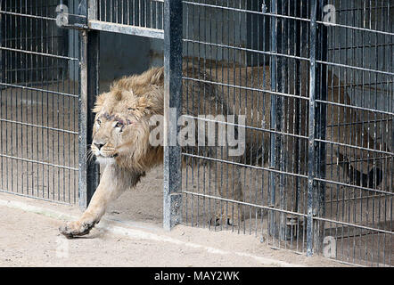 05 April 2018, Deutschland, Köln: Newbie Navin betritt das Gehäuse im Kölner Zoo. Junge Löwen Navin wurde von Aalborg in Dänemark Anfang März gebracht. Foto: Oliver Berg/dpa Stockfoto