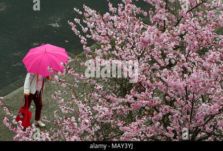 05 April 2018, Deutschland, Düsseldorf: eine Frau, die eine rosa Regenschirm an einem blühenden Japanischen Kirschbaum. Foto: Horst Ossinger/dpa Stockfoto