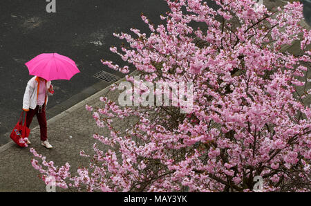 05 April 2018, Deutschland, Düsseldorf: eine Frau, die eine rosa Regenschirm an einem blühenden Japanischen Kirschbaum. Foto: Horst Ossinger/dpa Stockfoto