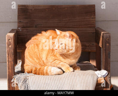 Ginger tabby Katze sitzt auf einem hölzernen Stuhl an einem sonnigen Platz im Freien im Winter, genießen Sie die Wärme der Sonne Stockfoto