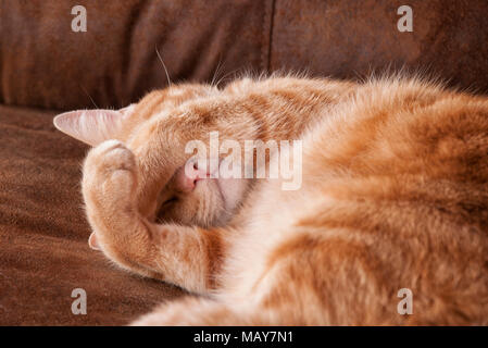 Ginger tabby Katze schlafend, mit seinen Pfoten, die seine Augen Stockfoto