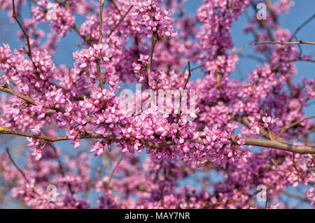 Lebendige Farben des östlichen Redbud Baum in voller Blüte, gegen den blauen Himmel Stockfoto