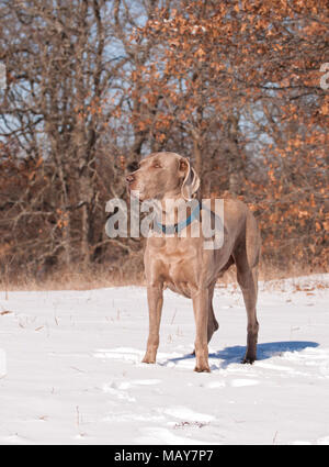 Stattliche weimaraner Hund im Schnee an einem sonnigen Tag Stockfoto