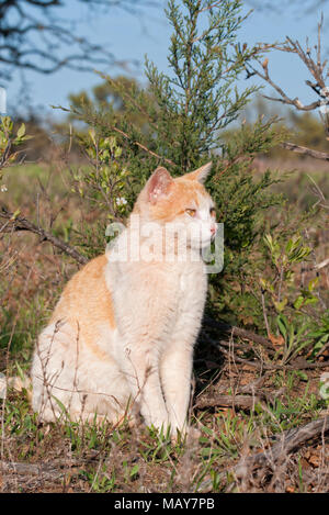 Ingwer und weißen streunenden Kater sitzt vor einem kleinen Zeder im Frühjahr sun Stockfoto