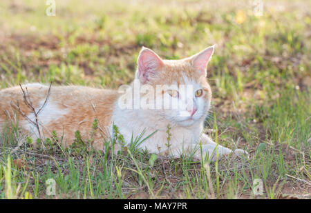 Weiß und Ingwer tomcat liegen im Frühjahr Gras, suchen nicht das Recht des Zuschauers, Hinterleuchtung am Abend die Sonne Stockfoto