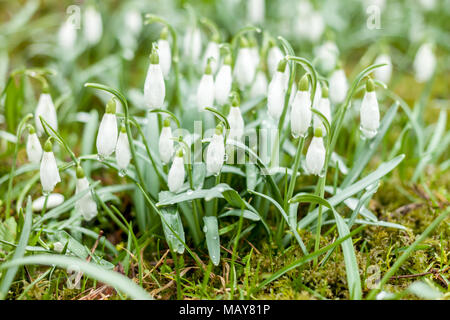 Schöner Frühling Blumen Schneeglöckchen Stockfoto
