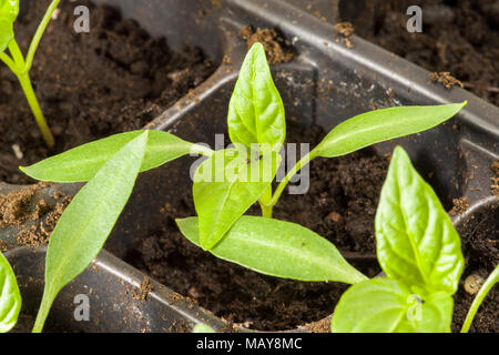 Junge Pfeffer Pflanzen im Innenbereich, die in den Fächern der angebauten Pflanzen im Garten, Stockfoto