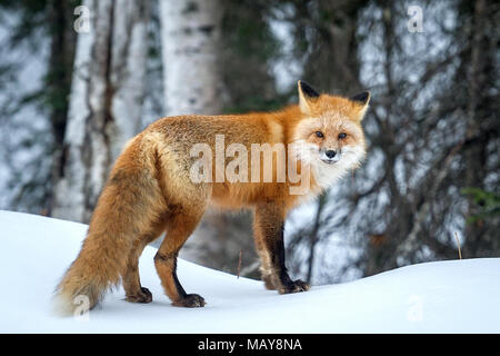 Ein Fuchs hält auf einer schneebedeckten Berm zu Fallschirmjäger in die 4 Infantry Brigade Combat Team (Airborne), 25 Infanterie Division, U.S. Army Alaska zugeordnet beobachten, die Durchführung einer land Navigation Kurs auf gemeinsamer Basis Elmendorf-Richardson, Alaska, 4. April 2018. Die Soldaten ihre Fähigkeiten Kurse mit einem lensatic Kompass, Winkelmesser zu plotten, und ein Maßstab 1:25.000 Karte, zu navigieren und Punkte unter Verwendung der bereitgestellten grid Koordinaten suchen innerhalb einer vorgegebenen Zeit. (U.S. Air Force Foto/Justin Connaher) Stockfoto