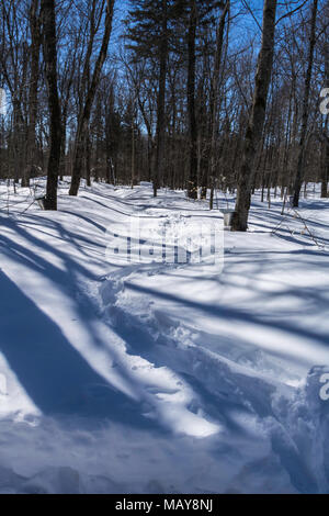 Fuß-Pfad im Schnee durch den Wald Stockfoto