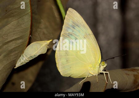 Eine gemeinsame Emigrant oder Zitrone Emigrant Schmetterlinge, Catopsilia Pomona, nach eclosion, mit dem Pupal Fall, in dem es im Hintergrund entstanden. Stockfoto