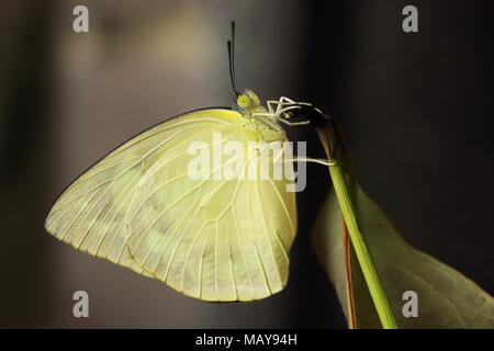 Catopsilia Pomona, die gemeinsame Emigrant oder Zitrone emigrant Schmetterling nach eclosion Stockfoto