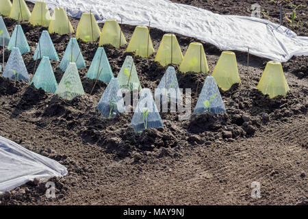 Gemüsebett im Frühjahr mit Decken und Gartenvlies Stockfoto