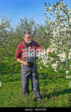 Landwirt analysiert Blume Cherry Orchard und mit einem Tablettgerät. Stockfoto