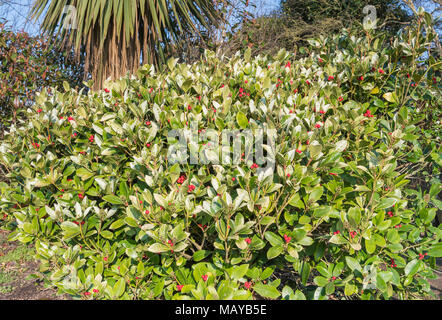 Japanische Laurel (Aucuba japonica) Bush mit roten Beeren wachsen in einem Park im Winter in West Sussex, England, UK. Stockfoto