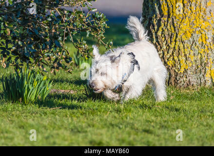 West Highland White Terrier Hund auf Gras in einem Park in Großbritannien. Westie Hund. Stockfoto