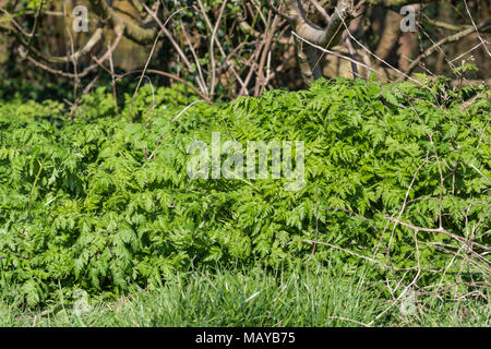 Kuh Petersilie (Anthriscus sylvestris, AKA Wild Wild beaked Kerbel, Petersilie, Keck) Unterholz wächst im Wald unter Bäumen im Frühjahr in Großbritannien. Stockfoto