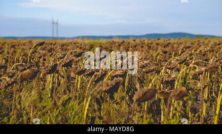 Gereifte Sonnenblumenfeld nach rechts mit Hügeln im Hintergrund Stockfoto