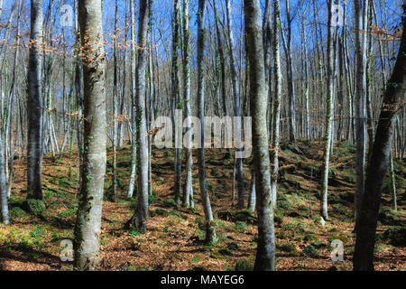 Blick auf La Fageda Höhle Jorda, einen Wald aus buchen, in der Garrotxa Volcanic Zone Natural Park in Olot, Spanien Stockfoto