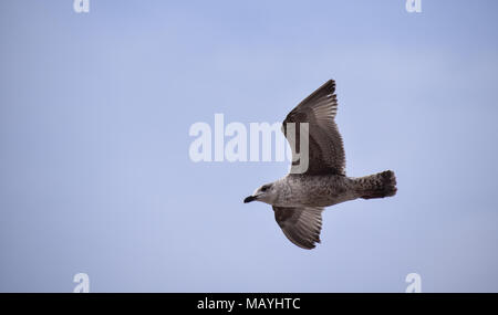 Brighton, Großbritannien - 29. März 2018: eine Juvenille Silbermöwe im Flug Stockfoto