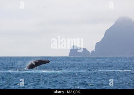 Buckelwal Verletzung aus dem Pazifischen Ozean mit Berg im Hintergrund in den Kenai Fjords National Park, Alaska Stockfoto
