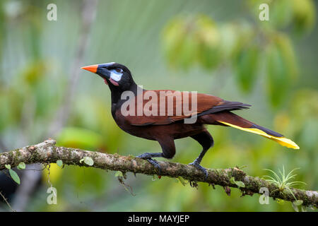 Montezuma Oropendola - psarocolius Montezuma, schöne braune Vogel aus Mittelamerika Wald, Costa Rica. Stockfoto