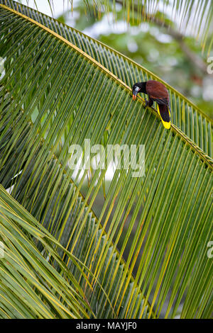 Montezuma Oropendola - psarocolius Montezuma, schöne braune Vogel aus Mittelamerika Wald, Costa Rica. Stockfoto