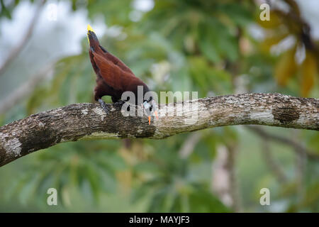 Montezuma Oropendola - psarocolius Montezuma, schöne braune Vogel aus Mittelamerika Wald, Costa Rica. Stockfoto