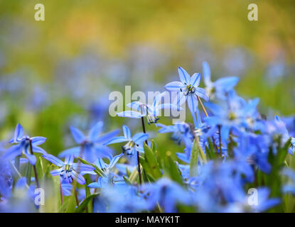 Close up Blau Lila Feder Blausterne (Scilla, Bluebell, schneeglöckchen) Blumen im Feld, Low Angle View, selektiver Fokus Stockfoto