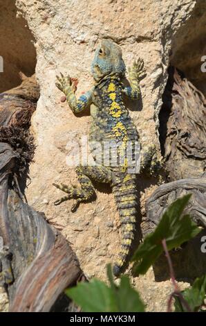 Eine Echse aalt sich in der Sonne an den vulkanischen Felsen in Kappadokien, Türkei Stockfoto