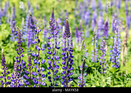 Violett blühenden Lupinen Wildblumen. sommer wiese mit verschwommenen Hintergrund. Stockfoto