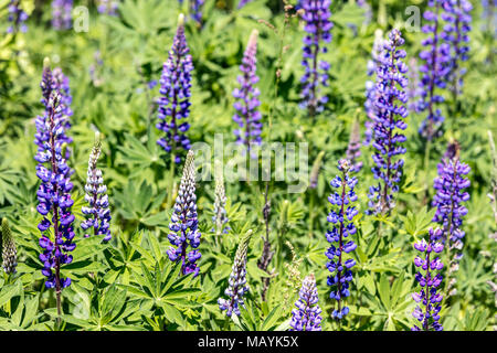 Hohe üppige Lupin lila Blumen blühen auf der Wiese am sonnigen Sommertag Stockfoto