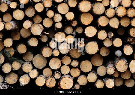 Schneiden und Stapeln Baumstämme für den Versand bereit im Wald. Stockfoto