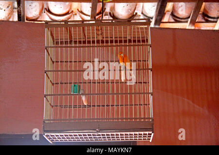 Birdcage Home Interior, Paraiba, Brasilien Stockfoto