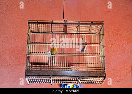 Kanarischen, birdcage Home Interior, Paraiba, Brasilien Stockfoto