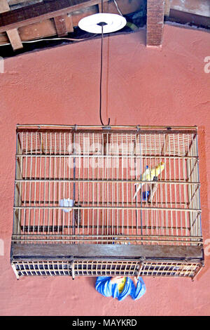 Kanarischen, birdcage Home Interior, Paraiba, Brasilien Stockfoto