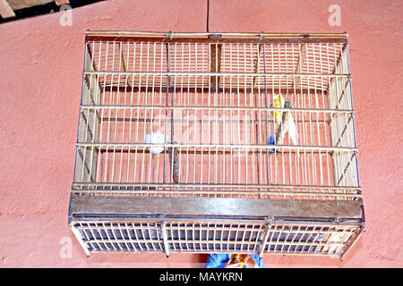 Kanarischen, birdcage Home Interior, Paraiba, Brasilien Stockfoto