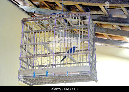 Birdcage Home Interior, Paraiba, Brasilien Stockfoto