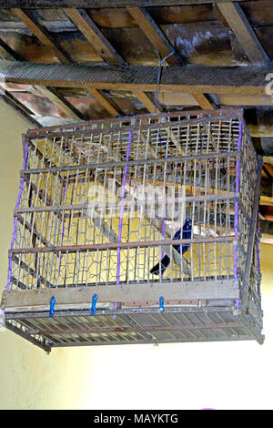 Birdcage Home Interior, Paraiba, Brasilien Stockfoto